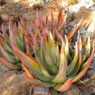 Fresh 10pcs Aloe petricola Succulents Garden Plants Seeds