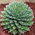 Fresh 10pcs Agave Victoriae Reginae exotic rose succulent aloe hardy seed Seeds