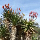 Fresh 10pcs Aloe rupestris Succulents Garden Plants Seeds Century Plant