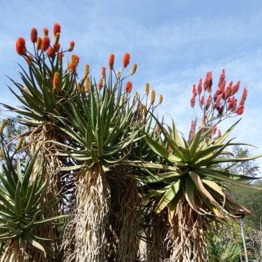 Fresh 10pcs Aloe rupestris Succulents Garden Plants Seeds Century Plant