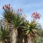 Fresh 10pcs Aloe rupestris Succulents Garden Plants Seeds Century Plant