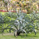 Fresh 10pcs Agave vilmoriniana Succulents Garden Plants Seeds Century Plant
