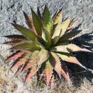 Fresh 10pcs Agave Kerchovei Succulents Garden s Seeds Century Maguey Agave