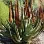 Fresh 10PCS ALOE Castanea Garden Plants Rare Potted Plants Seeds
