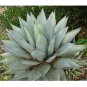 Fresh 10PCS Agave Deserti Garden Plants Rare Potted Plants Seeds