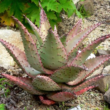 Fresh 10PCS ALOE Marlothii Garden Plants Rare Potted Plants Seeds