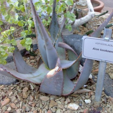 Fresh 5PCS ALOE kaokoensis Seeds Succulent Plant Garden Plants Rare Seeds
