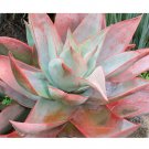 Fresh 10PCS Aloe Striata SEEDS Rare Succulent ~ Succulents Seeds