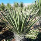 Fresh 5PCS Yucca Potosina Garden Potted Plants Seeds