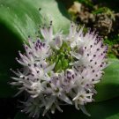 Fresh 10PCS Massonia Echinata Succulent Plants Seeds