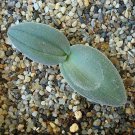 Fresh 10PCS Drimia Anomala Succulent Plant Garden Plants Seeds