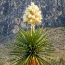 Fresh 10PCS Yucca Carnerosana Palm Trees Garden Plants Seeds