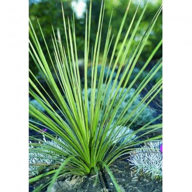 Fresh 10PCS Yucca Campestris Quilted Yucca Garden Plants Seeds