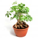 Fresh 10PCS Cussonia spicata Tree Garden Plant Seeds Potted Plant