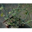 Fresh 5PCS Pelargonium Tetragonum Seeds Rare Potted Plant