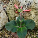 Fresh 10PCS Sinningia Iarae Seeds Rare Potted Plant Succulent