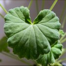 Fresh 5PCS Pelargonium worcesterae Seeds Rare Potted Plant