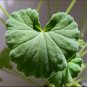 Fresh 5PCS Pelargonium worcesterae Seeds Rare Potted Plant