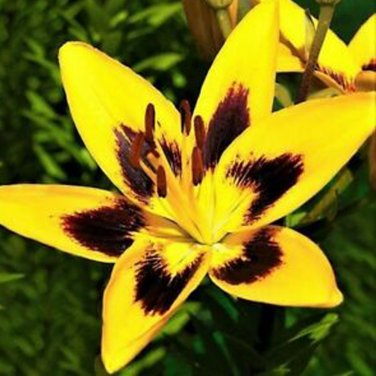 Fresh 5PCS Romulea Tortuosa * Beautiful Flowers * 5 Seeds * Rare *