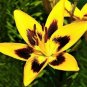 Fresh 5PCS Romulea Tortuosa * Beautiful Flowers * 5 Seeds * Rare *