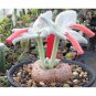 Fresh 20PCS Sinningia leucotricha Seeds Bonsai plant