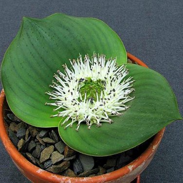 Fresh 10PCS Massonia depressa Seeds Bonsai plant