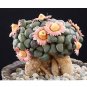 Fresh 20pcs Aloinopsis schooneesii Seeds Bonsai plant Rare succulents