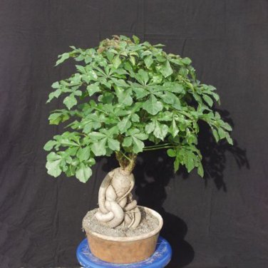 Fresh 10pcs Cussonia sphaerocephala Fresh Seed