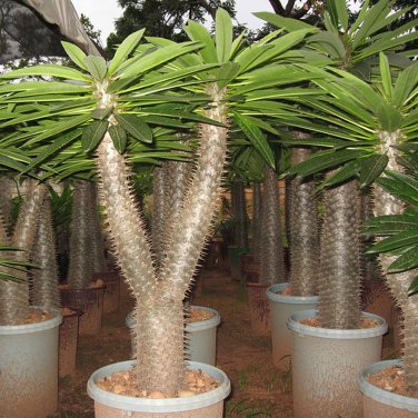 Fresh 10pcs pachypodium lamerei Fresh Seed