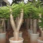 Fresh 10pcs pachypodium lamerei Fresh Seed