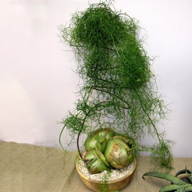 Fresh 10pcs B0WIEA volubilis Fresh Seed