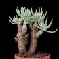 Fresh 10pcs Tylecodon cacalioides Fresh Seed