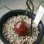 Fresh 10pcs Schizobasis intricata Fresh seeds