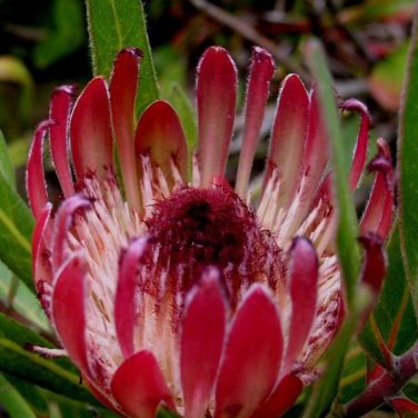 Fresh 6pcs Protea Burchellii Burchell s Sugarbush Flower Seeds