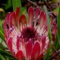Fresh 6pcs Protea Burchellii Burchell s Sugarbush Flower Seeds