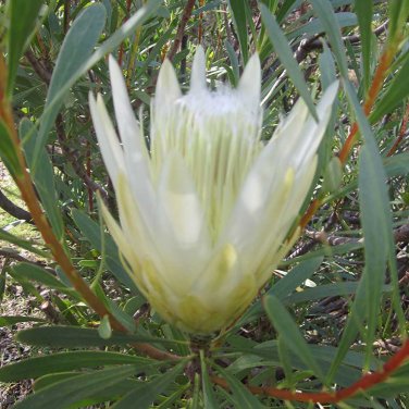 Fresh 6pcs Protea repens (white) Seeds Rare South African Shrub Cut Flowers!