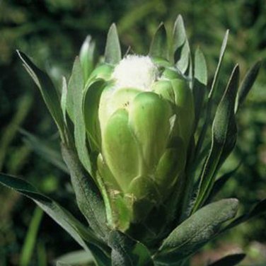 Fresh 6pcs Protea Coronata White seeds South Africa s national flower
