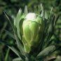 Fresh 6pcs Protea Coronata White seeds South Africa s national flower
