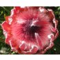 Fresh 6pcs Protea Eximia seeds South Africa s national flower Fairy Flower Seeds