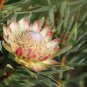 Fresh 6pcs Protea cynaroides (Autumn) Seeds Rare South African Shrub Beautiful!