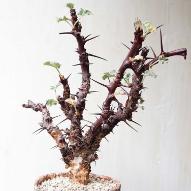 Fresh 1pcs JATROPHA dichtar Seeds