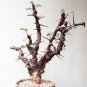 Fresh 1pcs JATROPHA dichtar Seeds