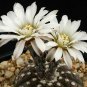 Fresh 10pcs Gymnocalycium ragonesei Seeds Rare Cactus Plants