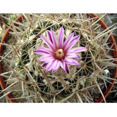 Fresh 10pcs Echinofossulocactus dichroacanthus Seeds Rare Cactus Plants