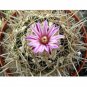 Fresh 10pcs Echinofossulocactus dichroacanthus Seeds Rare Cactus Plants