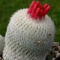 Fresh 10pcs Epithelantha densispina Seeds Rare Cactus Plants