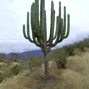 Fresh 10pcs Pachycereus weberi Seeds Rare Cactus Plants