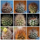 Fresh 10pcs Pyrrhocactus Mix Fresh Seeds Rare Cactus Plants