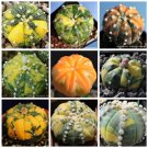 Fresh 10pcs Astrophytum asterias Nichiki variegata Mix Fresh Seeds Rare Cactus Plants