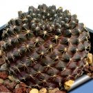 Fresh 10pcs Copiapoa Tenuissima Fresh Seeds Rare Cactus Plants
